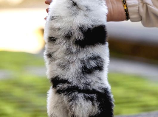 Avustralya Çoban Köpeği Yavruları görsel