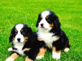 Bernese Mountain Dog Yavruları Istanbul