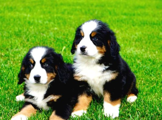 Bernese Mountain Dog Yavruları Istanbul görsel