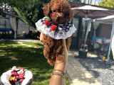 Kore Poodle Dişi Teacup Yavrumuz