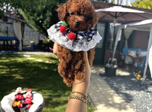 Kore Poodle Dişi Teacup Yavrumuz görsel