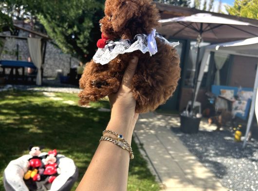 Kore Poodle Dişi Teacup Yavrumuz görsel