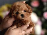 Maltipoo Ultra Mini Yavrularımız Ailelerini Ariyor