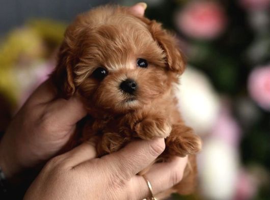 Maltipoo Ultra Mini Yavrularımız Ailelerini Ariyor görsel