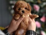 Maltipoo Ultra Mini Yavrularımız Ailelerini Ariyor