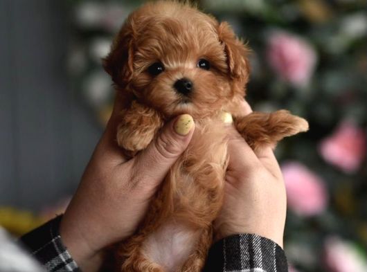 Maltipoo Ultra Mini Yavrularımız Ailelerini Ariyor