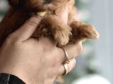 Maltipoo Ultra Mini Yavrularımız Ailelerini Ariyor