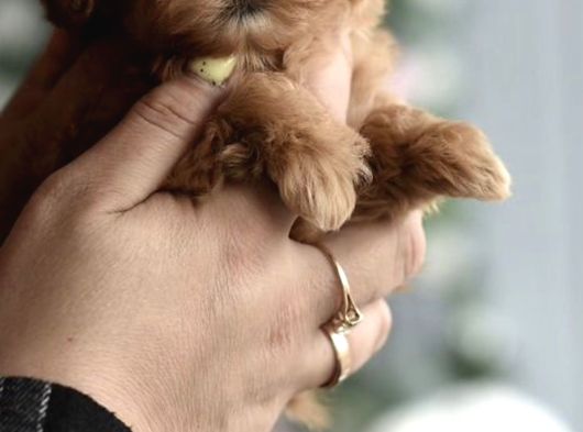 Maltipoo Ultra Mini Yavrularımız Ailelerini Ariyor görsel