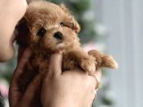 Maltipoo Ultra Mini Yavrularımız Ailelerini Ariyor