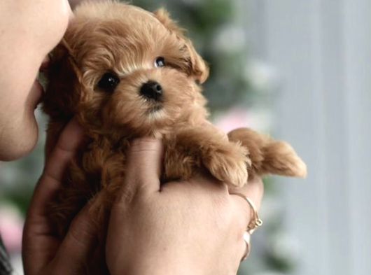 Maltipoo Ultra Mini Yavrularımız Ailelerini Ariyor görsel
