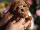 Maltipoo Ultra Mini Yavrularımız Ailelerini Ariyor
