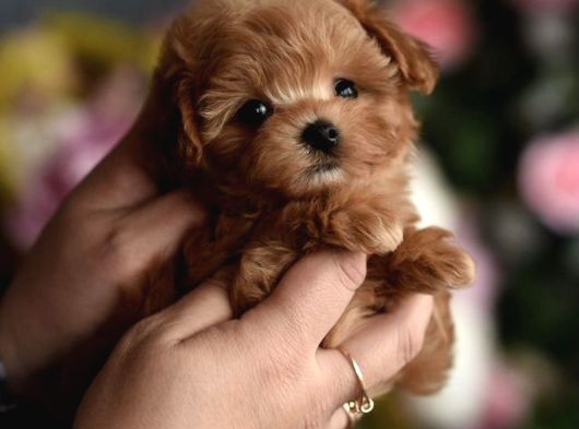 Maltipoo Ultra Mini Yavrularımız Ailelerini Ariyor görsel