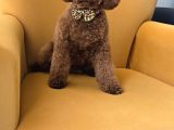 Toy Poodle