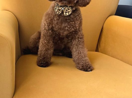 Toy Poodle görsel