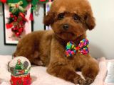 Toy poodle