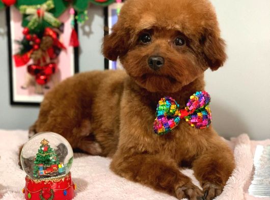 Toy Poodle