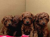 Toy Poodle