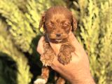 Poodle Ayarında Maltipoo Yavrularımız