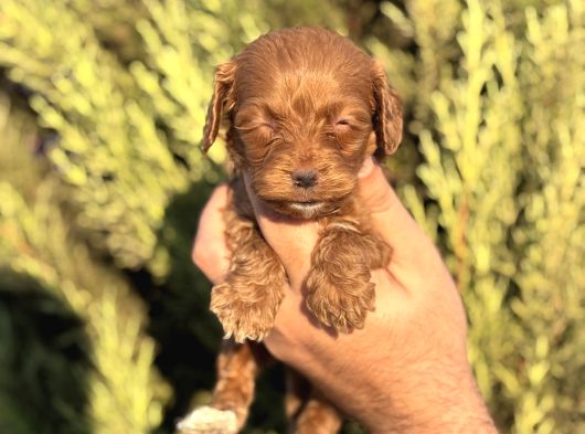 Poodle Ayarında Maltipoo Yavrularımız görsel