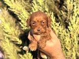 Poodle Ayarında Maltipoo Yavrularımız