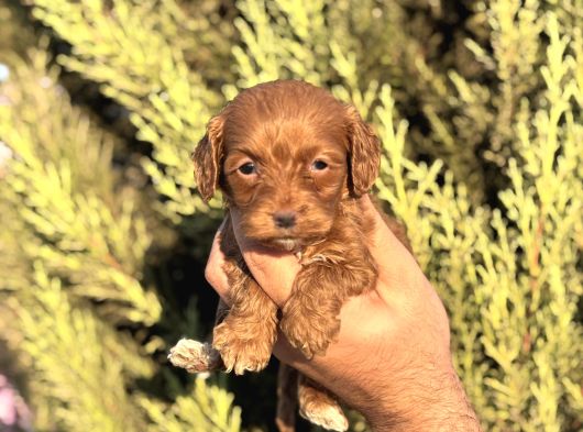 Poodle Ayarında Maltipoo Yavrularımız görsel