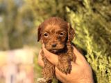 Poodle Ayarında Maltipoo Yavrularımız