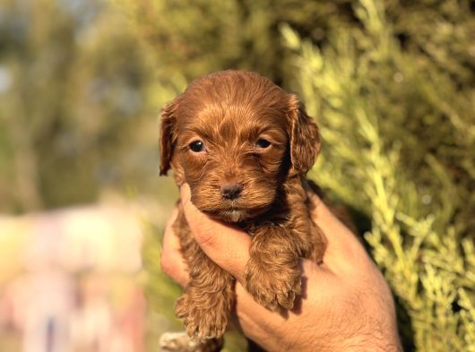 Poodle Ayarında Maltipoo Yavrularımız görsel