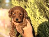 Poodle Ayarında Maltipoo yavrularımız
