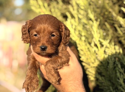 Poodle Ayarında Maltipoo Yavrularımız