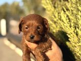 Poodle Ayarında Maltipoo Yavrularımız