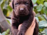 Sevimli Dost Canlısı Labrador Yavrular