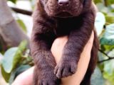 Sevimli Dost Canlısı Labrador Yavrular