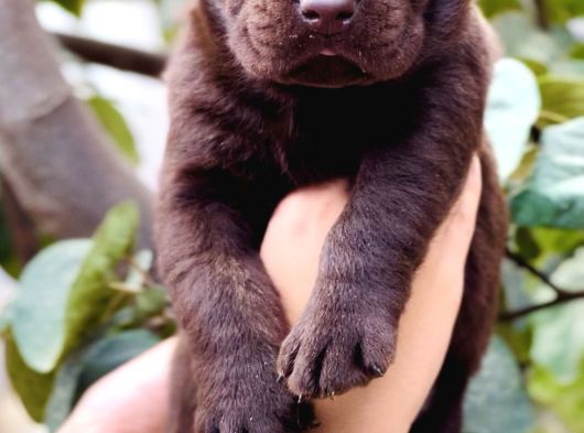 Sevimli Dost Canlısı Labrador Yavrular görsel