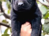 Sevimli Dost Canlısı Labrador Yavrular