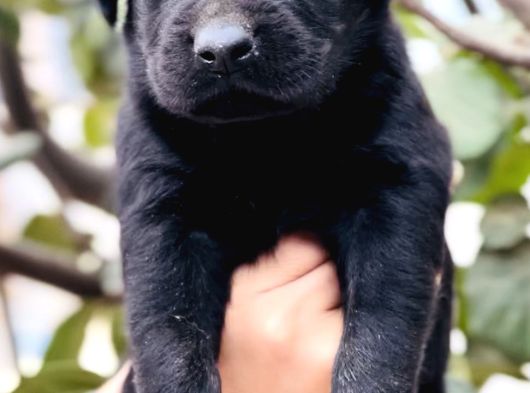 Sevimli Dost Canlısı Labrador Yavrular görsel