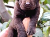 Sevimli Dost Canlısı Labrador Yavrular