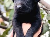 Sevimli Dost Canlısı Labrador Yavrular