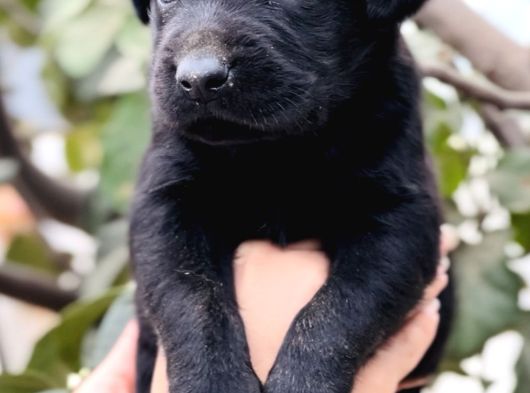 Sevimli Dost Canlısı Labrador Yavrular görsel