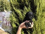 Black poodle