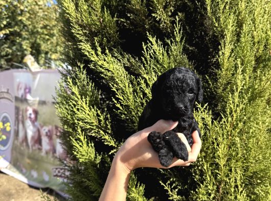 Black Poodle