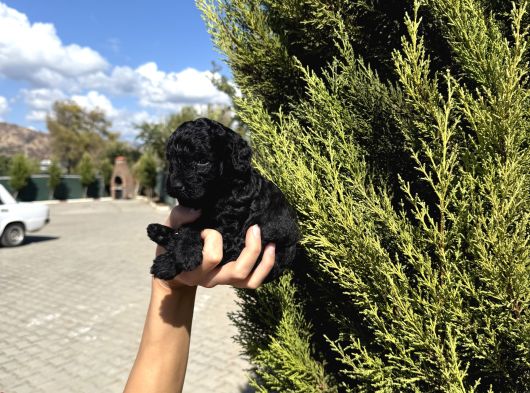 Black Poodle görsel