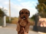 A kelite poodle