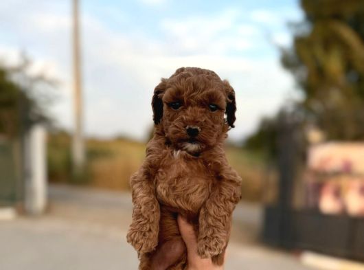 A Kelite Poodle