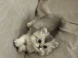 2 Aylık Bebek British Longhair