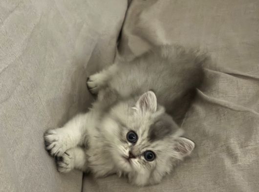 2 Aylık Bebek British Longhair görsel
