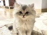 2 Aylık bebek British Longhair