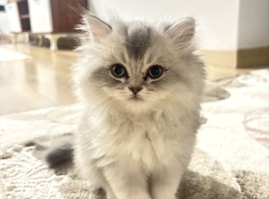 2 Aylık Bebek British Longhair