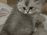 2 Aylık Bebek British Longhair