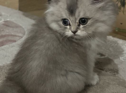 2 Aylık Bebek British Longhair görsel