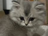 2 Aylık Bebek British Longhair